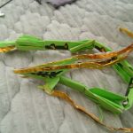 IMG_20260818_090505-0.jpg
