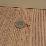 IMG_1527-0.jpeg